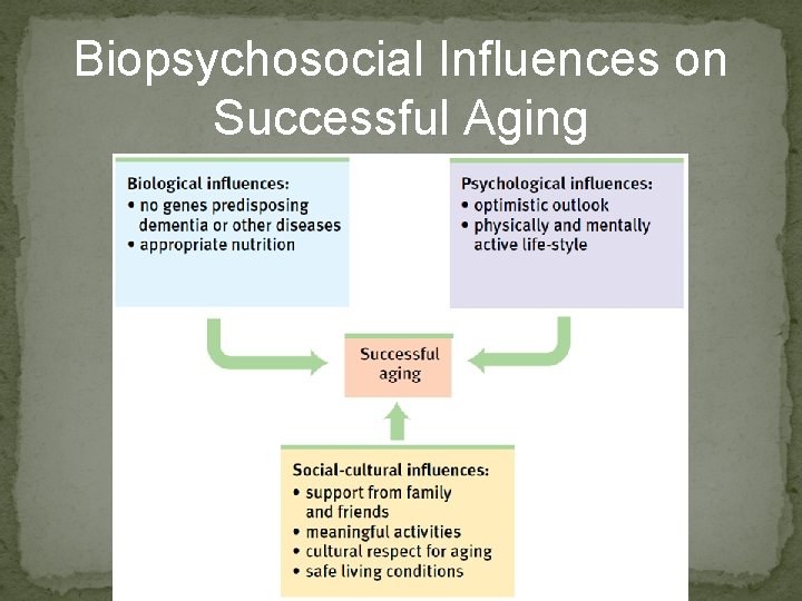 Biopsychosocial Influences on Successful Aging 