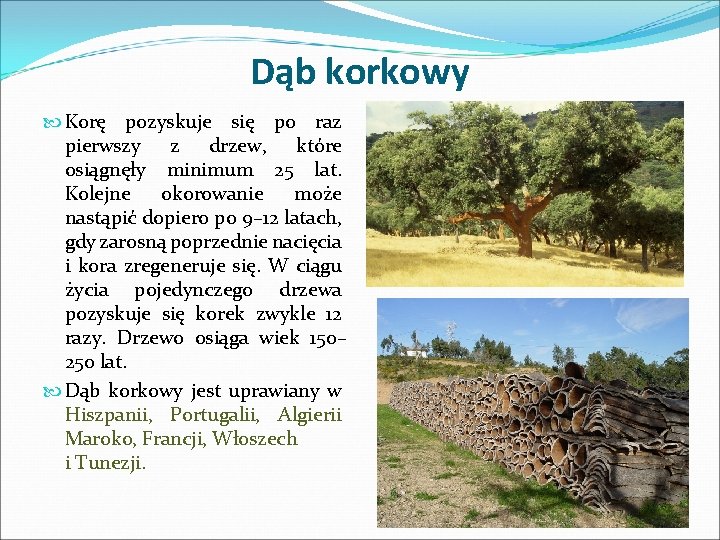Dąb korkowy Korę pozyskuje się po raz pierwszy z drzew, które osiągnęły minimum 25