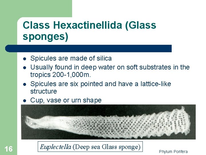 Class Hexactinellida (Glass sponges) l l 16 Spicules are made of silica Usually found