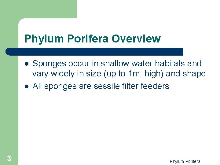 Phylum Porifera Overview l l 3 Sponges occur in shallow water habitats and vary