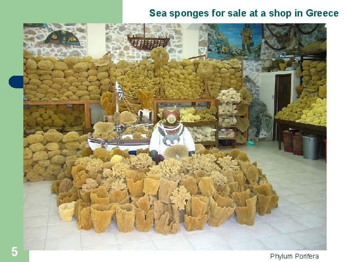 Sea sponges for sale at a shop in Greece 5 Phylum Porifera 