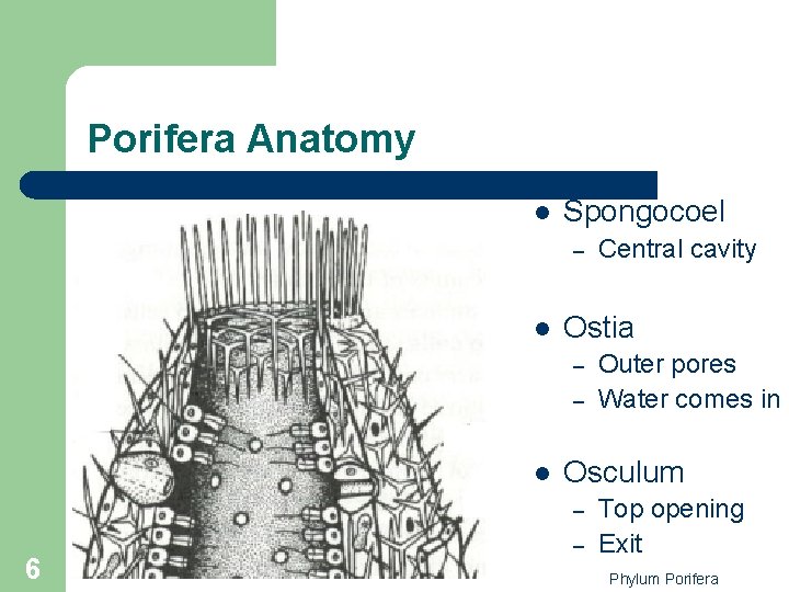 Porifera Anatomy l Spongocoel – l Ostia – – l Outer pores Water comes