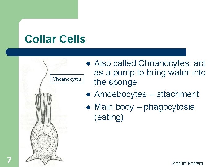Collar Cells l Choanocytes l l 7 Also called Choanocytes: act as a pump