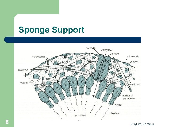 Sponge Support 8 Phylum Porifera 