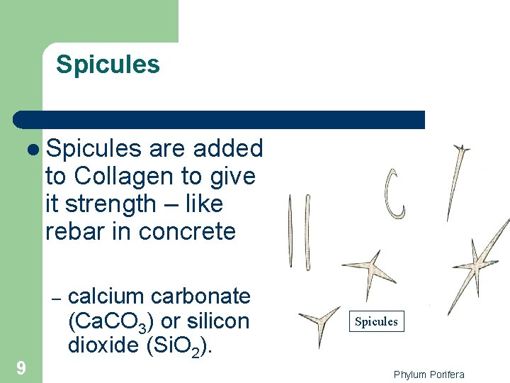 Spicules l Spicules are added to Collagen to give it strength – like rebar