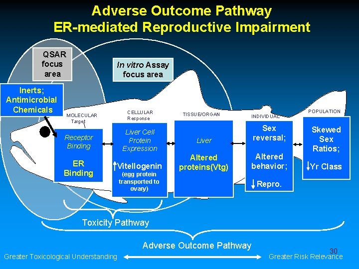 Adverse Outcome Pathway ER-mediated Reproductive Impairment QSAR focus area Inerts; Antimicrobial Chemicals In vitro