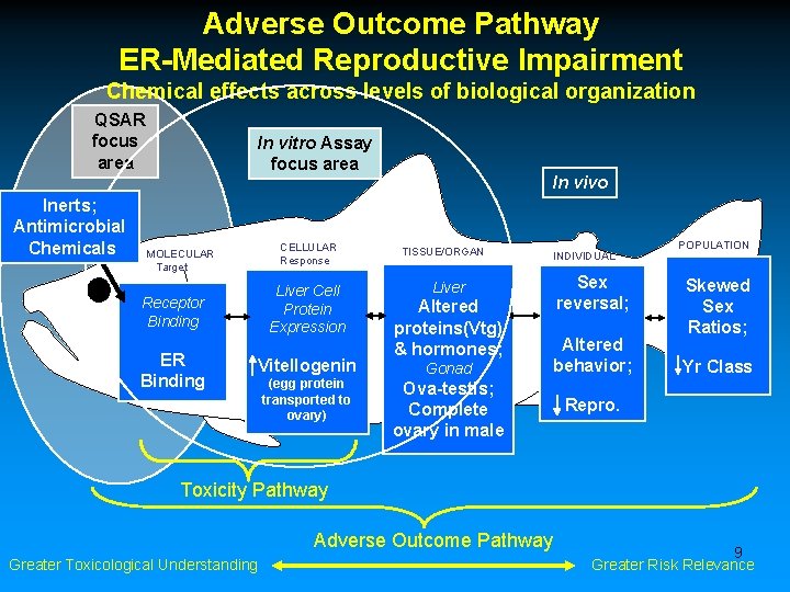 Adverse Outcome Pathway ER-Mediated Reproductive Impairment Chemical effects across levels of biological organization QSAR