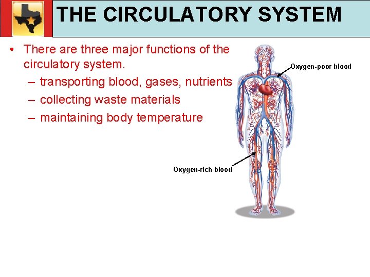 30. 1 Respiratory and Circulatory Functions THE CIRCULATORY SYSTEM TEKS 4 B, 10 A,