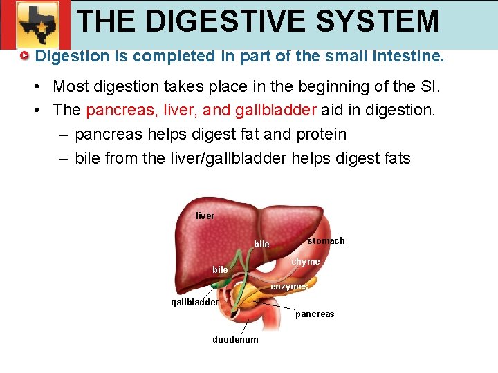 30. 1 Respiratory and Circulatory Functions THE DIGESTIVE SYSTEM TEKS 4 B, 10 A,