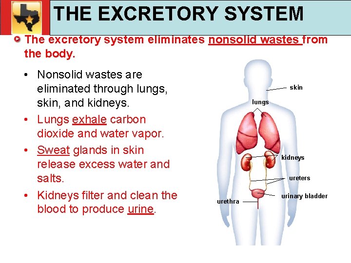 30. 1 Respiratory and Circulatory Functions THE EXCRETORY SYSTEM TEKS 4 B, 10 A,