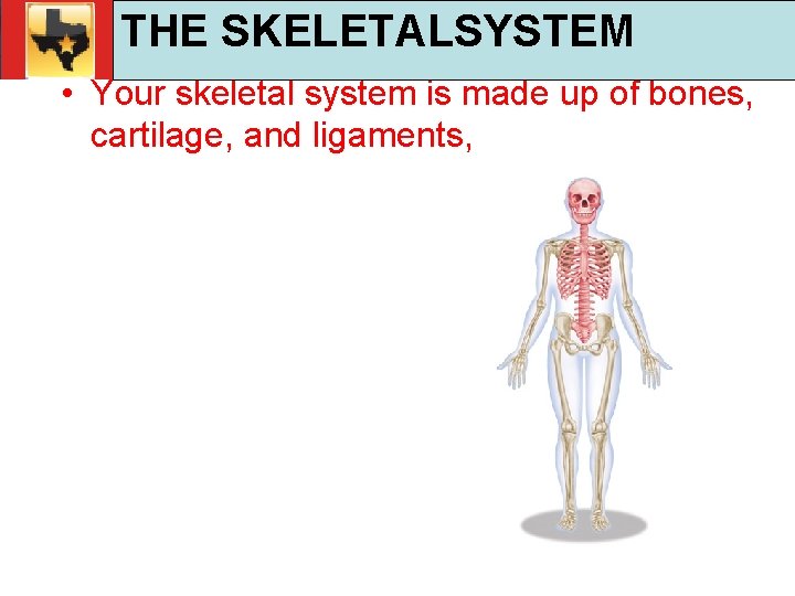 30. 1 Respiratory and Circulatory Functions THE SKELETALSYSTEM TEKS 4 B, 10 A, 10