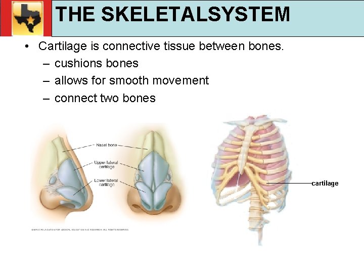 30. 1 Respiratory and Circulatory Functions THE SKELETALSYSTEM TEKS 4 B, 10 A, 10