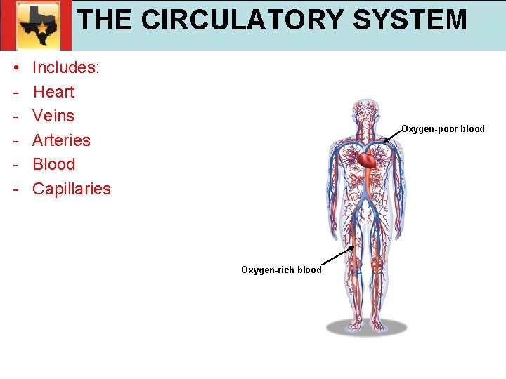 30. 1 Respiratory and Circulatory Functions THE CIRCULATORY SYSTEM TEKS 4 B, 10 A,