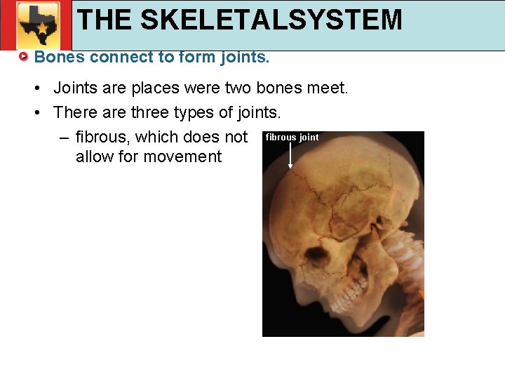 30. 1 Respiratory and Circulatory Functions THE SKELETALSYSTEM Bones connect to form joints. •