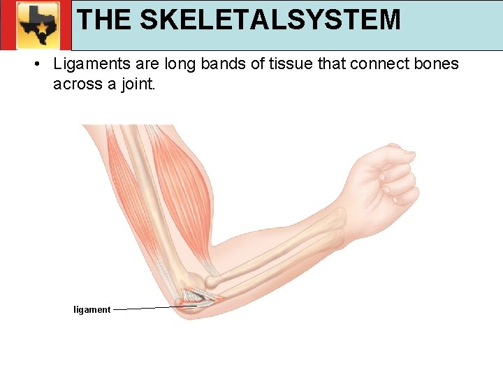 30. 1 Respiratory and Circulatory Functions THE SKELETALSYSTEM TEKS 4 B, 10 A, 10