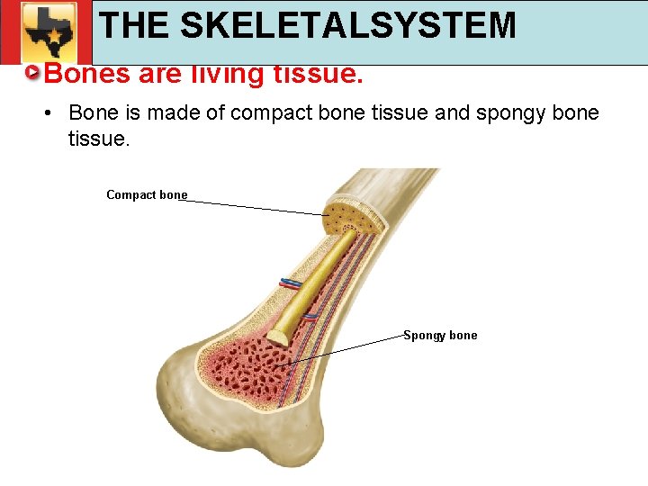 30. 1 Respiratory and Circulatory Functions THE SKELETALSYSTEM TEKS 4 B, 10 A, 10