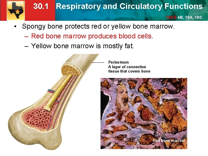 30. 1 Respiratory and Circulatory Functions TEKS 4 B, 10 A, 10 C •