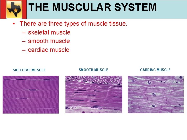 30. 1 Respiratory and Circulatory Functions THE MUSCULAR SYSTEM TEKS 4 B, 10 A,