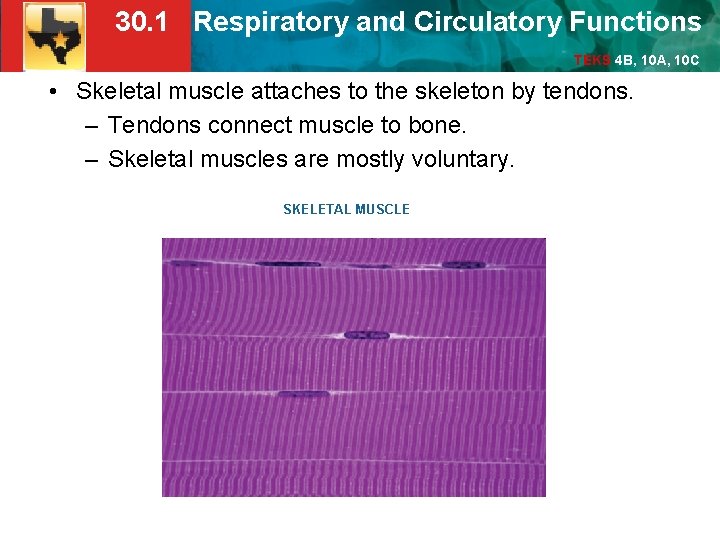 30. 1 Respiratory and Circulatory Functions TEKS 4 B, 10 A, 10 C •