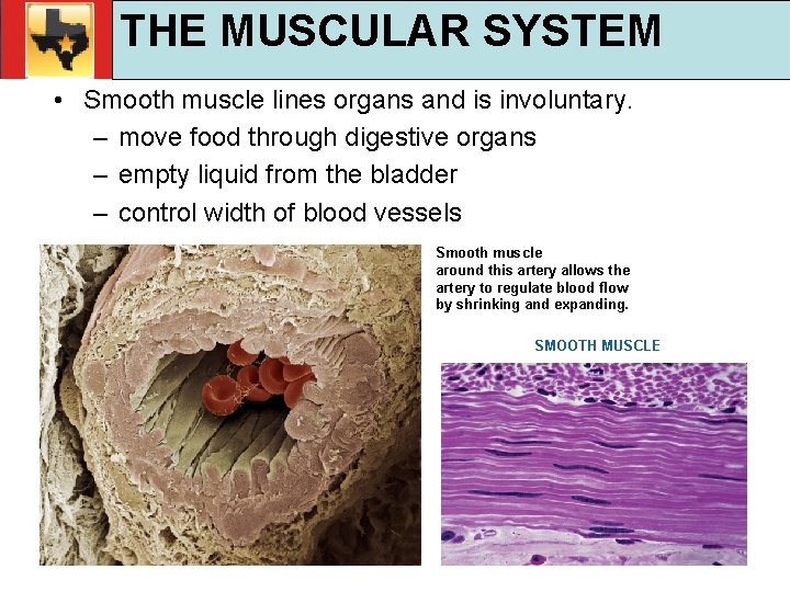 30. 1 Respiratory and Circulatory Functions THE MUSCULAR SYSTEM TEKS 4 B, 10 A,