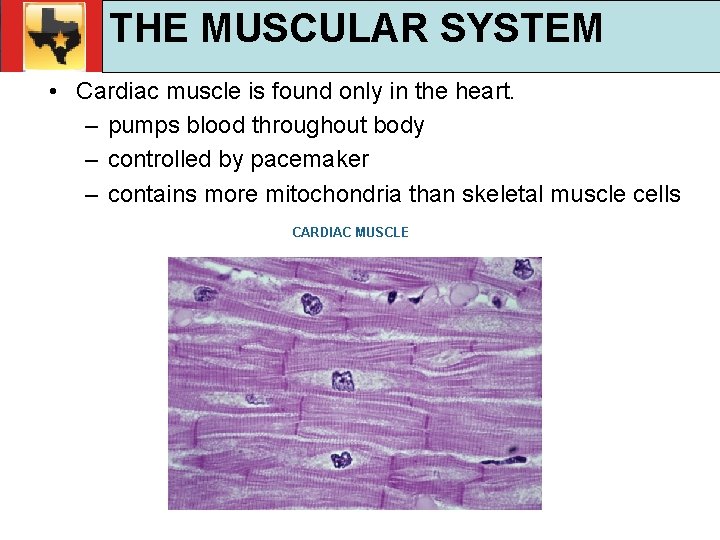 30. 1 Respiratory and Circulatory Functions THE MUSCULAR SYSTEM TEKS 4 B, 10 A,