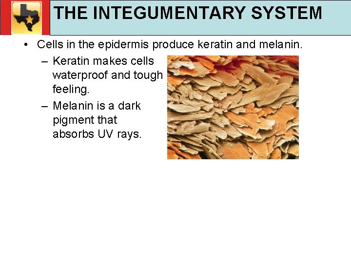 30. 1 INTEGUMENTARY Respiratory and Circulatory Functions THE SYSTEM TEKS 4 B, 10 A,