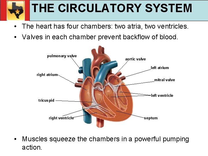 30. 1 Respiratory and Circulatory Functions THE CIRCULATORY SYSTEM TEKS 4 B, 10 A,