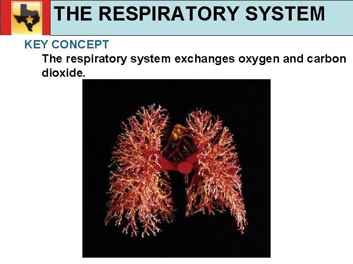 30. 1 Respiratory and Circulatory Functions THE RESPIRATORY SYSTEM TEKS 4 B, 10 A,