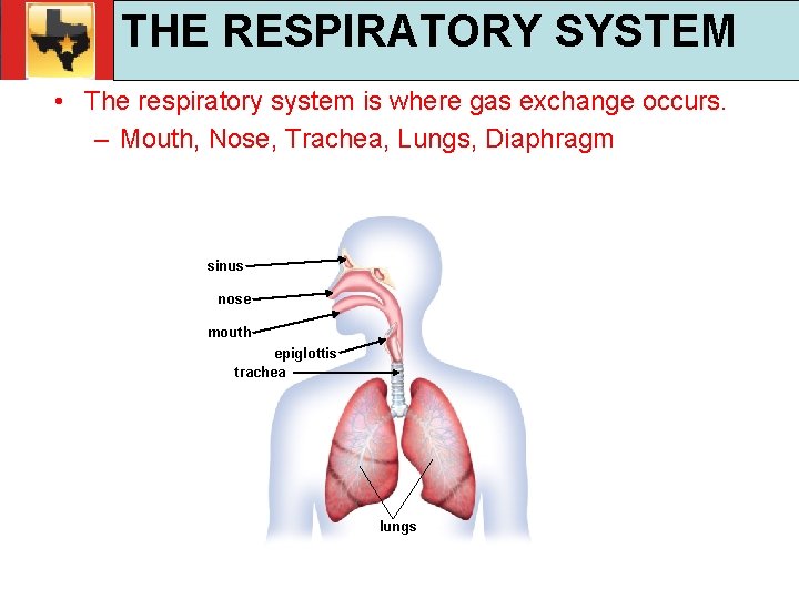 30. 1 Respiratory and Circulatory Functions THE RESPIRATORY SYSTEM TEKS 4 B, 10 A,