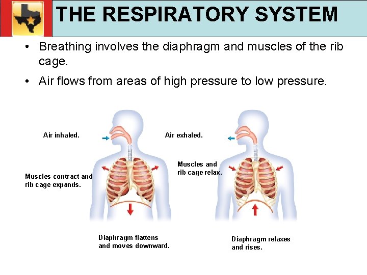 30. 1 Respiratory and Circulatory Functions THE RESPIRATORY SYSTEM TEKS 4 B, 10 A,