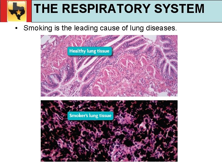 30. 1 Respiratory and Circulatory Functions THE RESPIRATORY SYSTEM TEKS 4 B, 10 A,