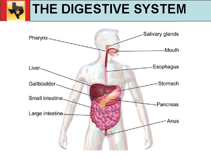 30. 1 Respiratory and Circulatory Functions THE DIGESTIVE SYSTEM TEKS 4 B, 10 A,