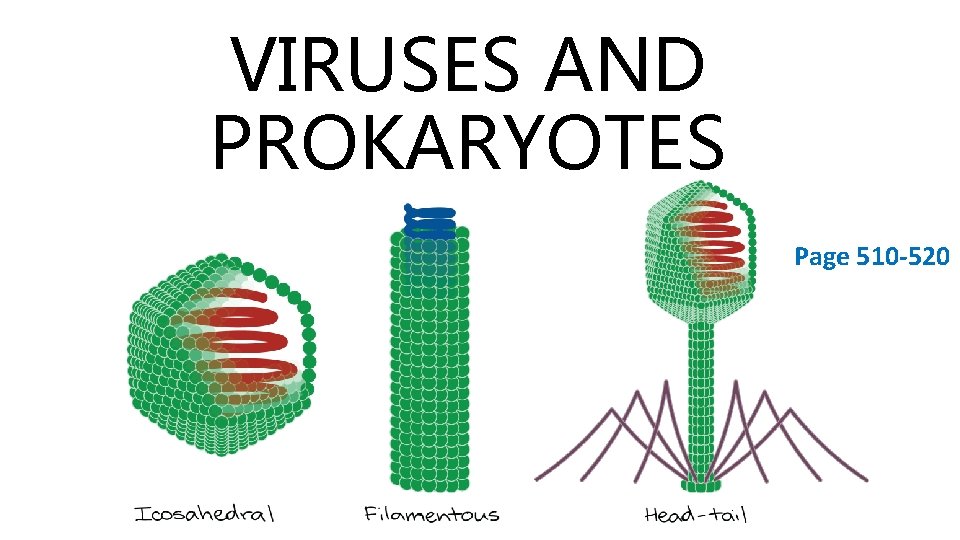 VIRUSES AND PROKARYOTES Page 510 -520 