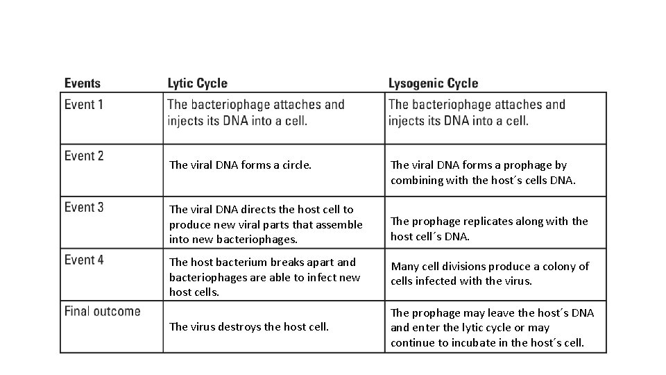 The viral DNA forms a circle. The viral DNA forms a prophage by combining