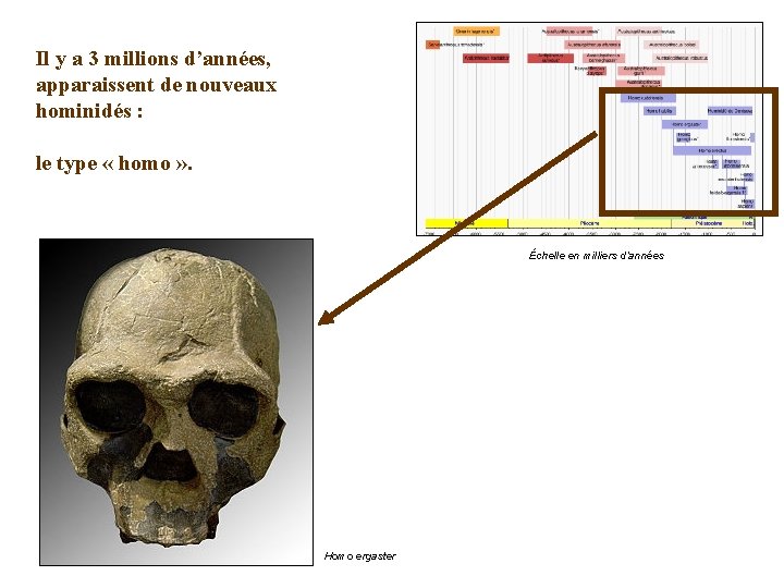 Il y a 3 millions d’années, apparaissent de nouveaux hominidés : le type «