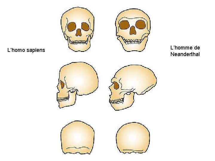L’homo sapiens L’homme de Neanderthal 