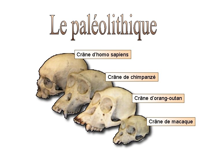 Crâne d’homo sapiens Crâne de chimpanzé Crâne d’orang-outan Crâne de macaque 