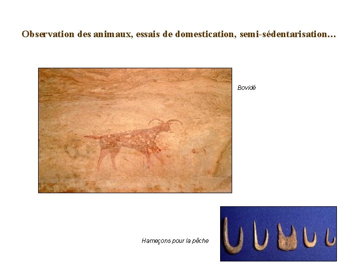 Observation des animaux, essais de domestication, semi-sédentarisation… Bovidé Hameçons pour la pêche 