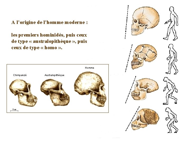 A l’origine de l’homme moderne : les premiers hominidés, puis ceux de type «