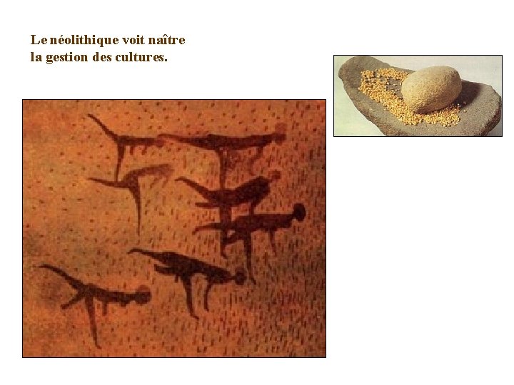 Le néolithique voit naître la gestion des cultures. 
