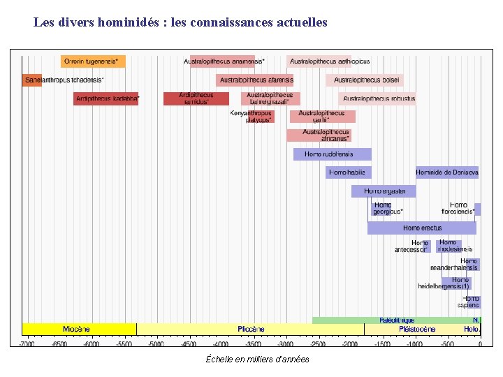 Les divers hominidés : les connaissances actuelles Échelle en milliers d’années 