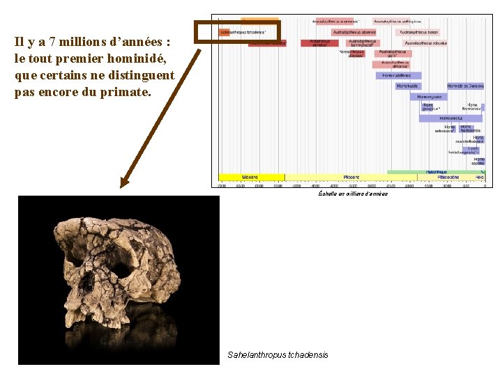 Il y a 7 millions d’années : le tout premier hominidé, que certains ne