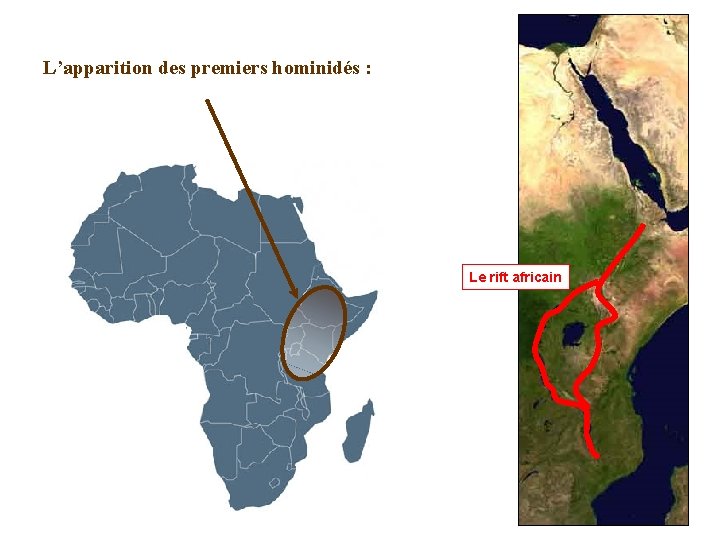 L’apparition des premiers hominidés : Le rift africain 