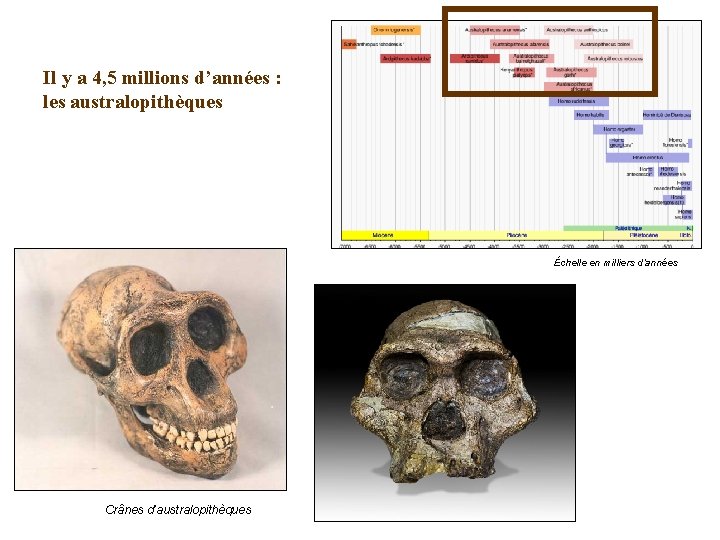 Il y a 4, 5 millions d’années : les australopithèques Échelle en milliers d’années