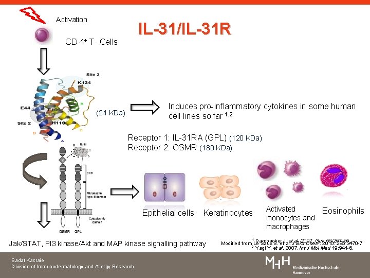 Activation IL-31/IL-31 R CD 4+ T- Cells Induces pro-inflammatory cytokines in some human cell