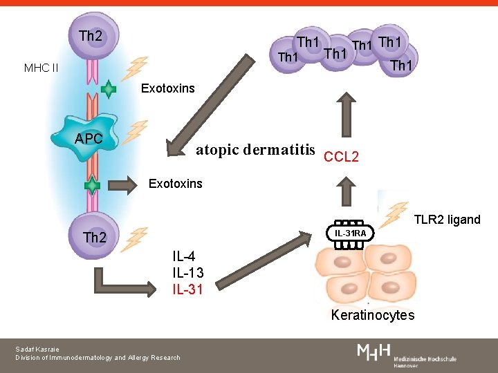 Th 2 Th 1 MHC II Th 1 Exotoxins APC atopic dermatitis CCL 2