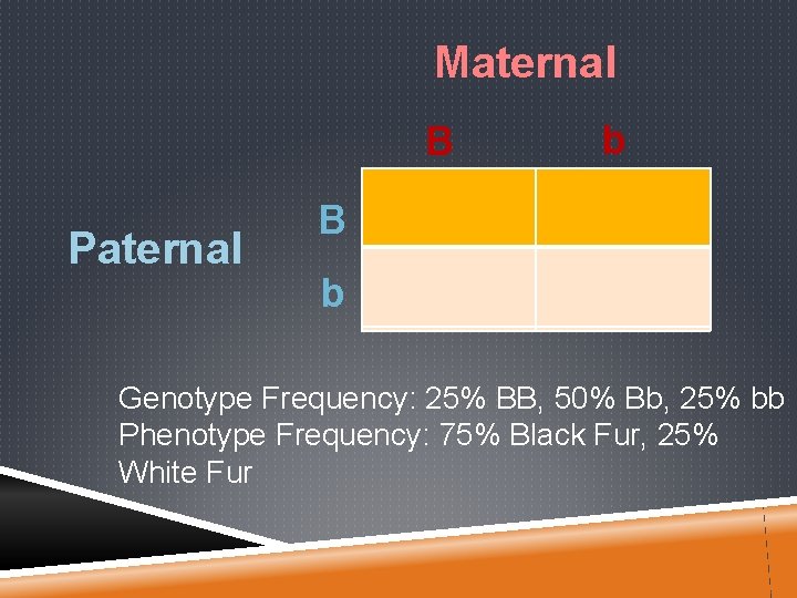 Maternal Paternal B b B BB Bb bb Genotype Frequency: 25% BB, 50% Bb,