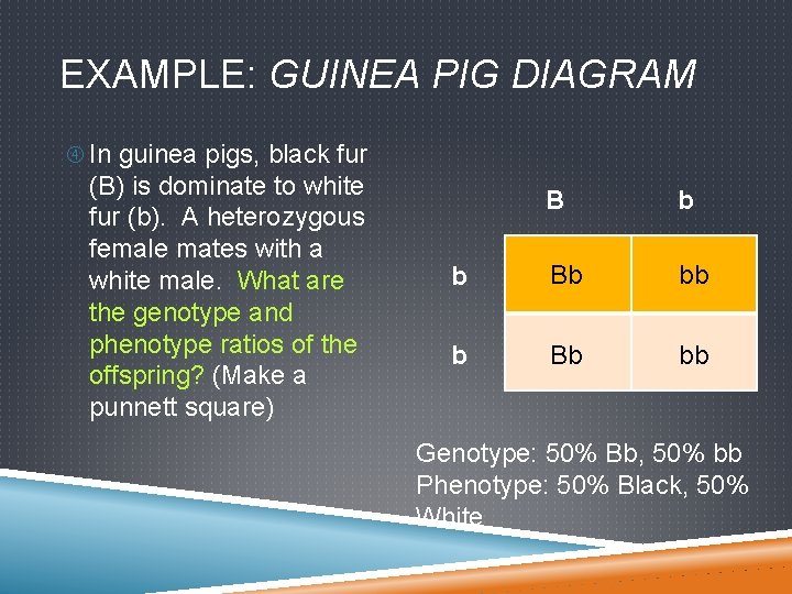 EXAMPLE: GUINEA PIG DIAGRAM In guinea pigs, black fur (B) is dominate to white
