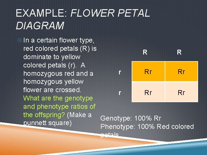 EXAMPLE: FLOWER PETAL DIAGRAM In a certain flower type, red colored petals (R) is