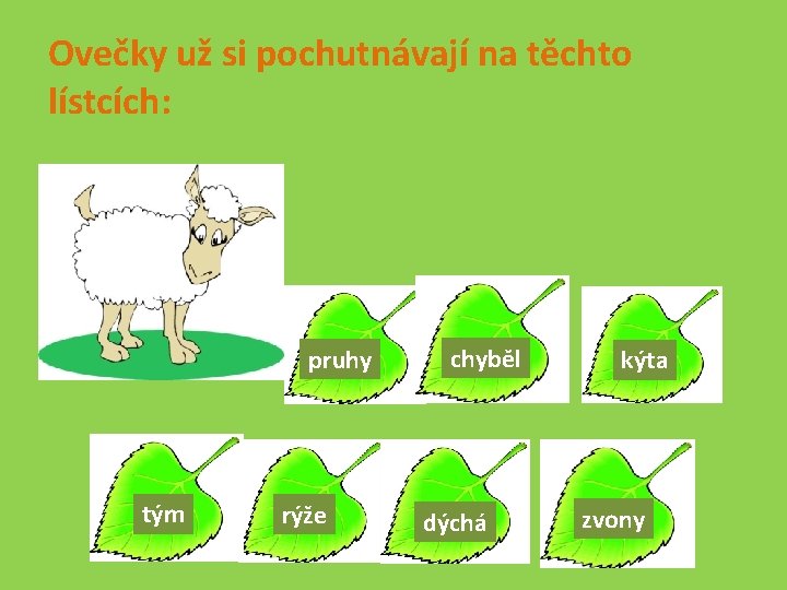 Ovečky už si pochutnávají na těchto lístcích: pruhy tým rýže chyběl dýchá kýta zvony